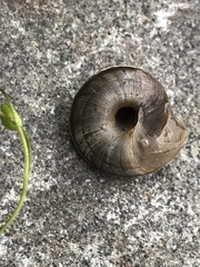 Oreohelix
