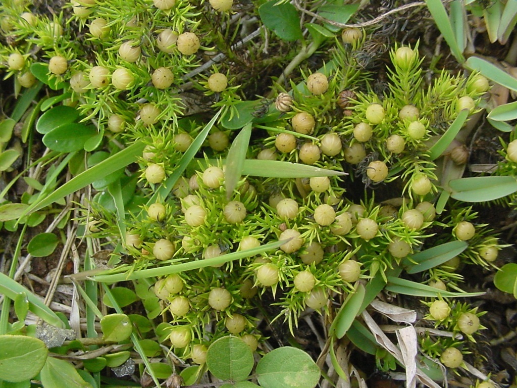 Cliococca