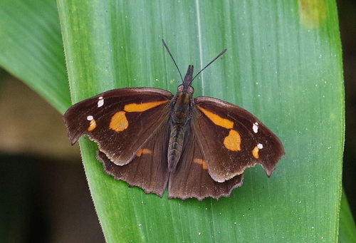 Libythea lepita Moore, 1857