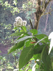 Critonia quadrangularis