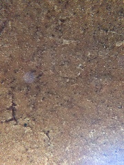Phellinus robiniae image