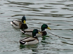 Anas platyrhynchos