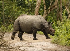 Rhinoceros unicornis