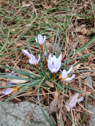 Crocus cyprius