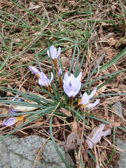 Crocus cyprius, photograph (c) Letizia Weichgrebe, some rights reserved (CC BY)