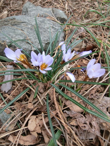 Crocus cyprius, photograph 2