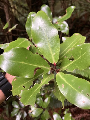 Pseudowintera axillaris (Pseudowintera axillaris)