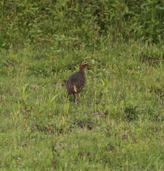 Ortygornis gularis