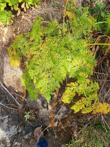Image of Daucus edulis by (c) Vítor Jorge, some rights reserved (CC BY)