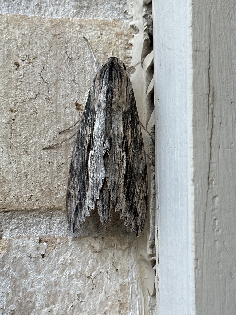 Ello Sphinx from Covella Ct, San Antonio, TX, US on July 13, 2023 at 07 ...