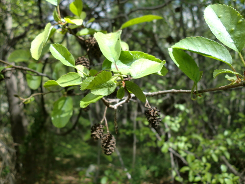 Image of Alnus orientalis by (c) Letizia Weichgrebe, some rights reserved (CC BY)