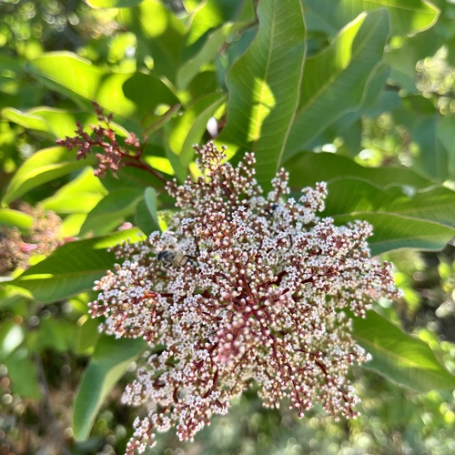 iNaturalist observation photo of laurel sumac