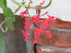 Epidendrum × obrienianum