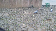 Columba livia