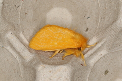 Euproctis crocea
