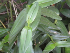 Epidendrum × obrienianum