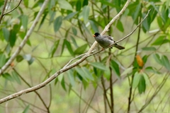 Hypsipetes madagascariensis