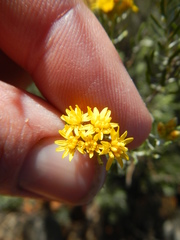 Oedera tricephala