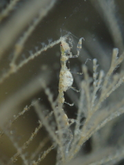 Phtisica marina