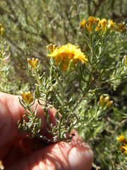 Oedera tricephala