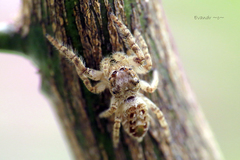 Metaphidippus