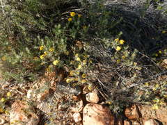Oedera tricephala