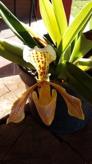 Paphiopedilum