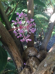 Medinilla