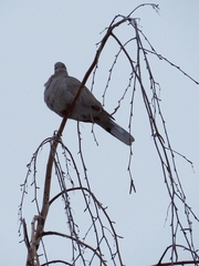 Streptopelia decaocto