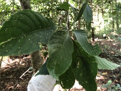 Bravaisia integerrima