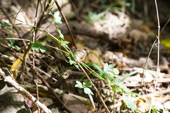 Appias lyncida eleonora