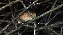 Verrucosporaceae