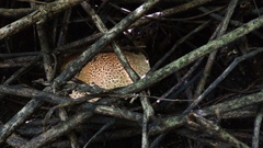 Verrucosporaceae