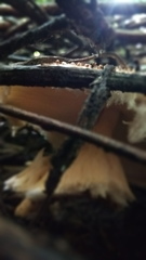 Verrucosporaceae