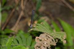 Psolodesmus mandarinus dorothea