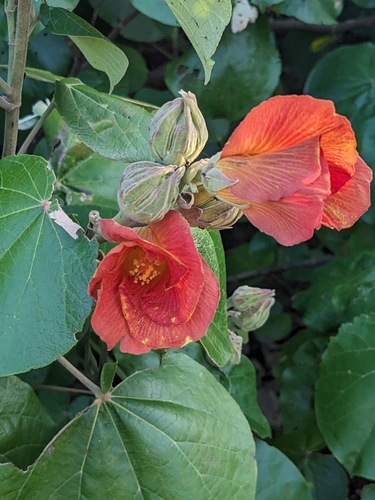 Hibiscus tiliaceus iNat (2)