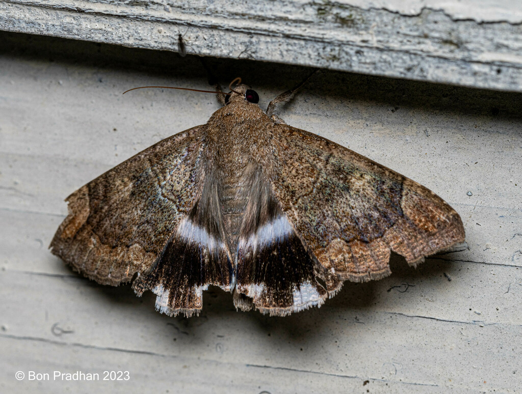 Castor Semilooper from Darjeeling town, Gandhi Road, Darjeeling, West
