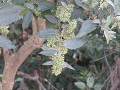 Cestrum tomentosum