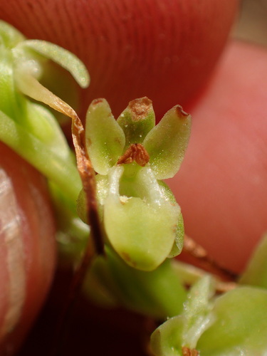 Image of Platanthera michaelii by (c) George Williams, some rights reserved (CC BY)