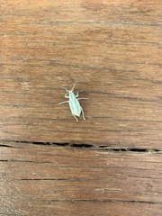 Compsus viridivittatus