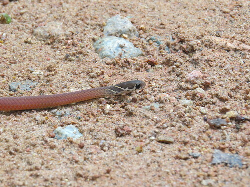 Mukut Smooth Snake