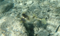 Lactophrys bicaudalis