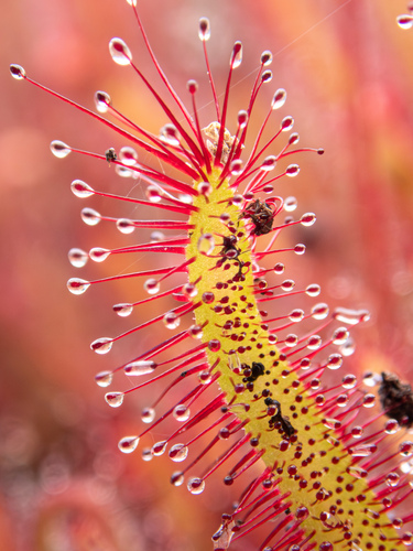 Drosera capensis