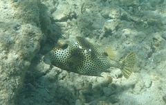 Lactophrys bicaudalis