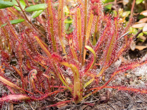 Drosera capensis