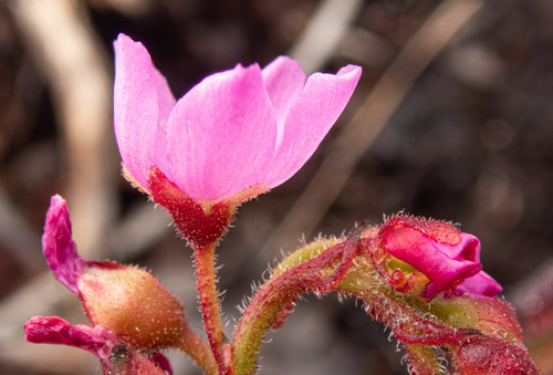 Drosera capensis