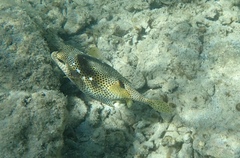 Lactophrys bicaudalis