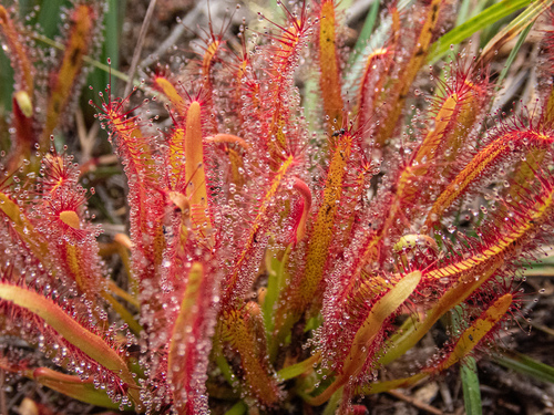 Drosera capensis