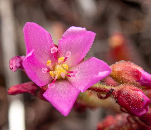Drosera capensis