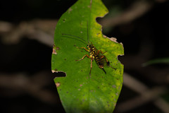 Echthromorpha